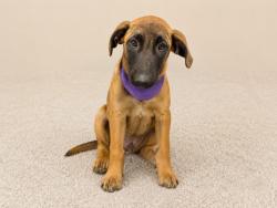 Shelter Stray Male Dog last seen Near BLOCK BSW 376 T, Doral, FL 33122