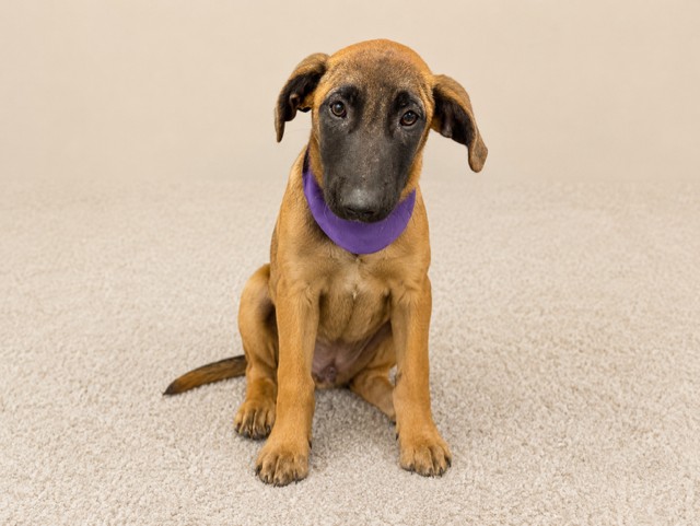 Shelter Stray Male Dog last seen Near BLOCK BSW 376 T, Doral, FL 33122