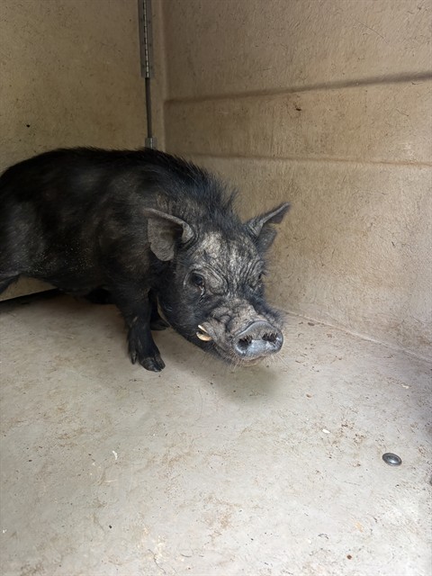 Shelter Stray Unknown Livestock last seen Near BLOCK E WILSHIRE BLVD OKC 73117, 2811 SE 29th St, Oklahoma City, OK 73129, USA