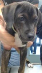 Shelter Stray Female Dog last seen Near BLOCK NW 50TH STREET, 2811 SE 29th St, Oklahoma City, OK 73129, USA