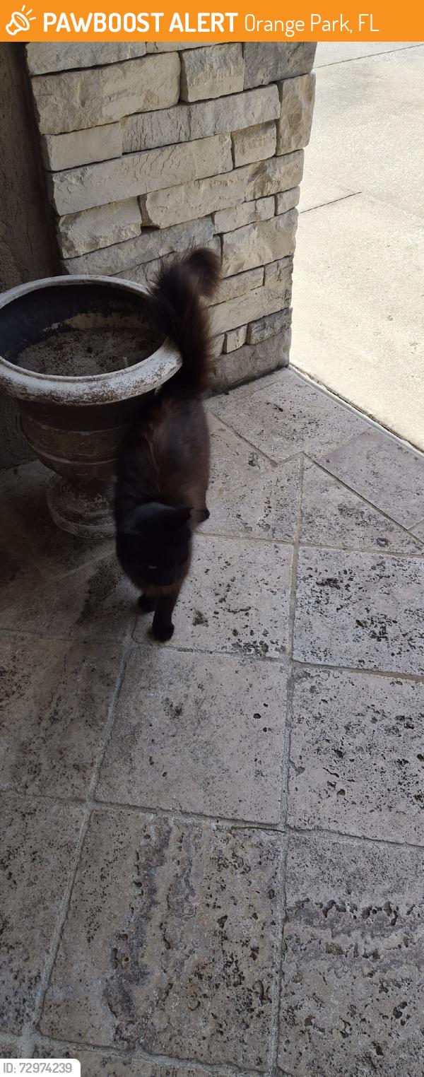 Found/Stray Female Cat last seen Blanding Blvd, Orange Park, FL 32073