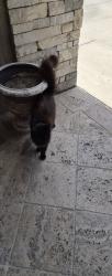 Found/Stray Female Cat last seen Blanding Blvd, Orange Park, FL 32073