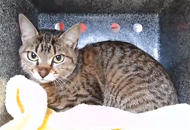 Shelter Stray Female Cat last seen Near BLOCK N ARLINGTON AVE, RENO NV 89503, 2825 Longley Ln Suite A, Reno, NV 89502, USA
