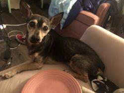 Reunited Male Dog last seen Meredith and Leolyn, Pittsburgh, PA 15210