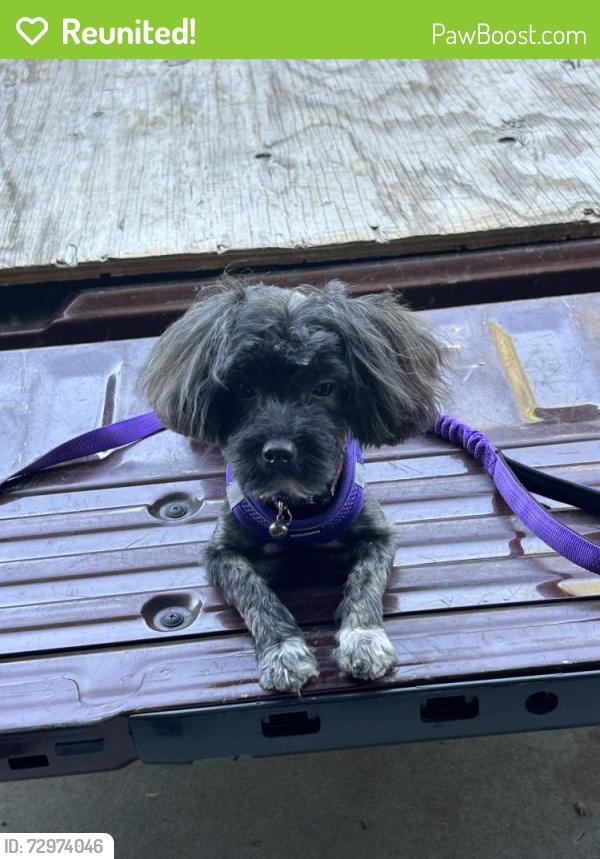 Reunited Male Dog last seen Near palm circle Tracy ca 95375, Tracy, CA 95376