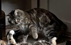 Reunited Female Cat last seen 11th St & 6th St SE, Forest Lake, MN 55025
