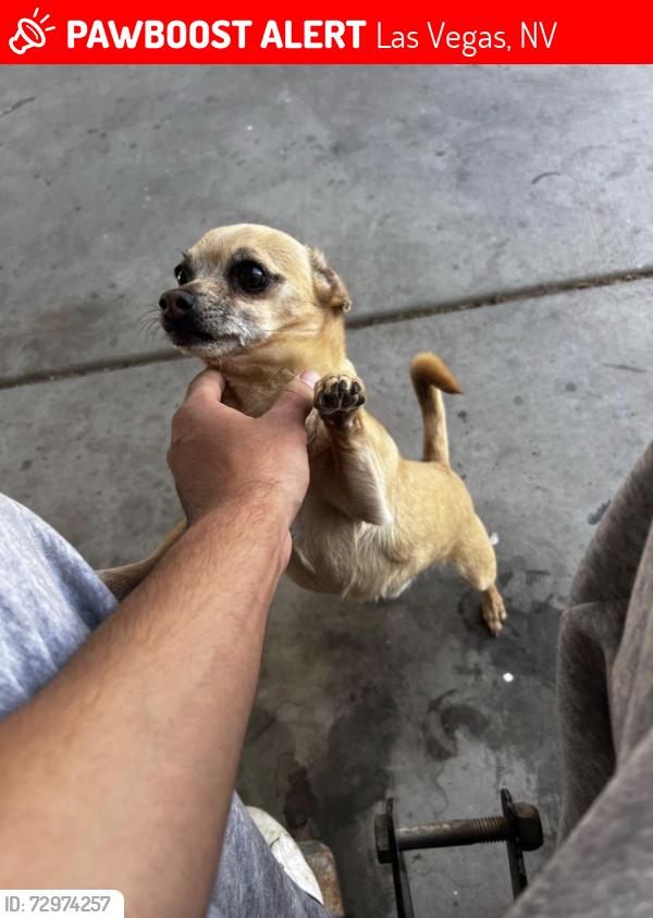 Lost Male Dog last seen Rainbow and Alta , Las Vegas, NV 89107