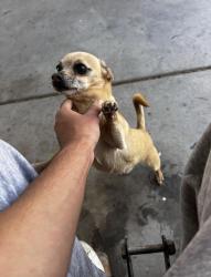 Lost Male Dog last seen Rainbow and Alta , Las Vegas, NV 89107