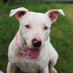 Shelter Stray Female Dog last seen Near BLOCK BIRCH VALLEY, 4710 TX-151, San Antonio, TX 78227, USA
