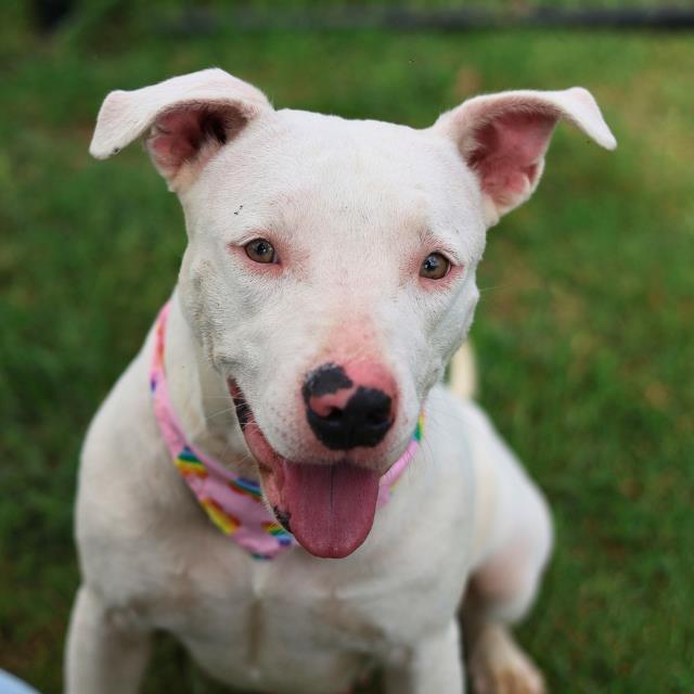 Shelter Stray Female Dog last seen Near BLOCK BIRCH VALLEY, 4710 TX-151, San Antonio, TX 78227, USA