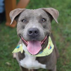 Shelter Stray Male Dog last seen Near BLOCK BIRCH VALLEY, 4710 TX-151, San Antonio, TX 78227, USA