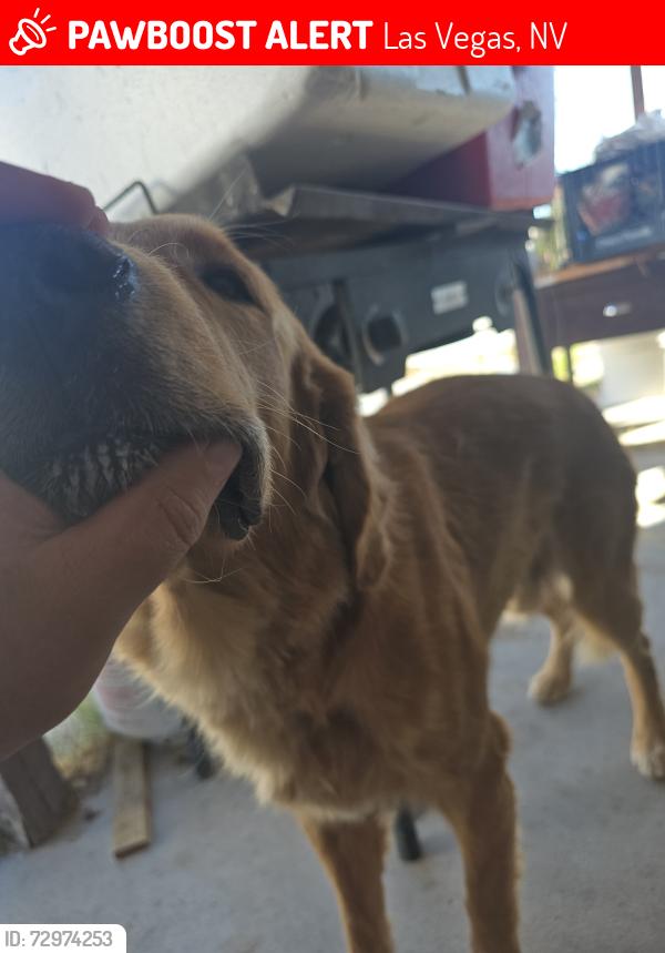Lost Male Dog last seen Jones and Cheyenne , Las Vegas, NV 89108