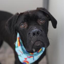 Shelter Stray Male Dog last seen GLEN RIDGE, 4710 TX-151, San Antonio, TX 78227, USA