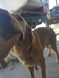Lost Male Dog last seen Jones and Cheyenne , Las Vegas, NV 89108
