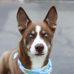Shelter Stray Male Dog last seen Near BLOCK S ELLISON, 4710 TX-151, San Antonio, TX 78227, USA