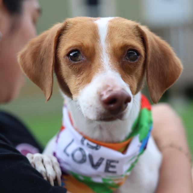 Shelter Stray Female Dog last seen HUEBNER RD, 4710 TX-151, San Antonio, TX 78227, USA
