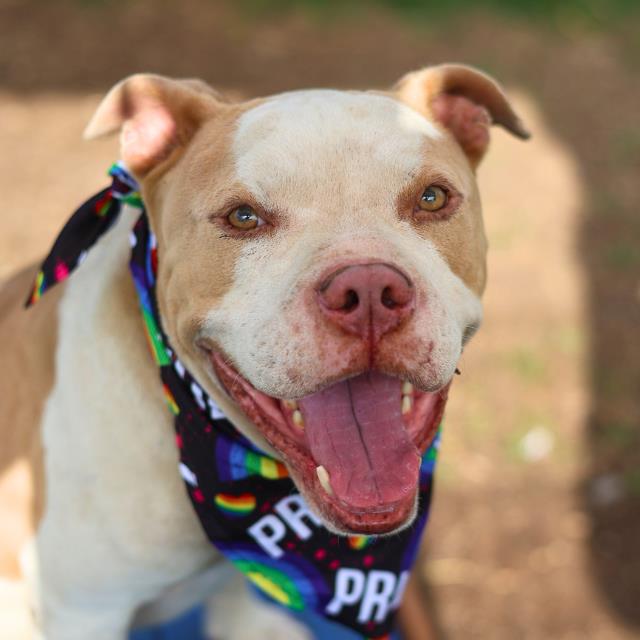 Shelter Stray Male Dog last seen SW 42ND ST, 4710 TX-151, San Antonio, TX 78227, USA