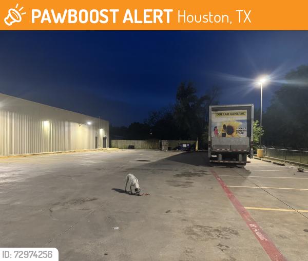 Found/Stray Male Dog last seen By the dollar general dumpster and the hse fence nearby, Houston, TX 77048