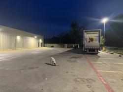 Found/Stray Male Dog last seen By the dollar general dumpster and the hse fence nearby, Houston, TX 77048