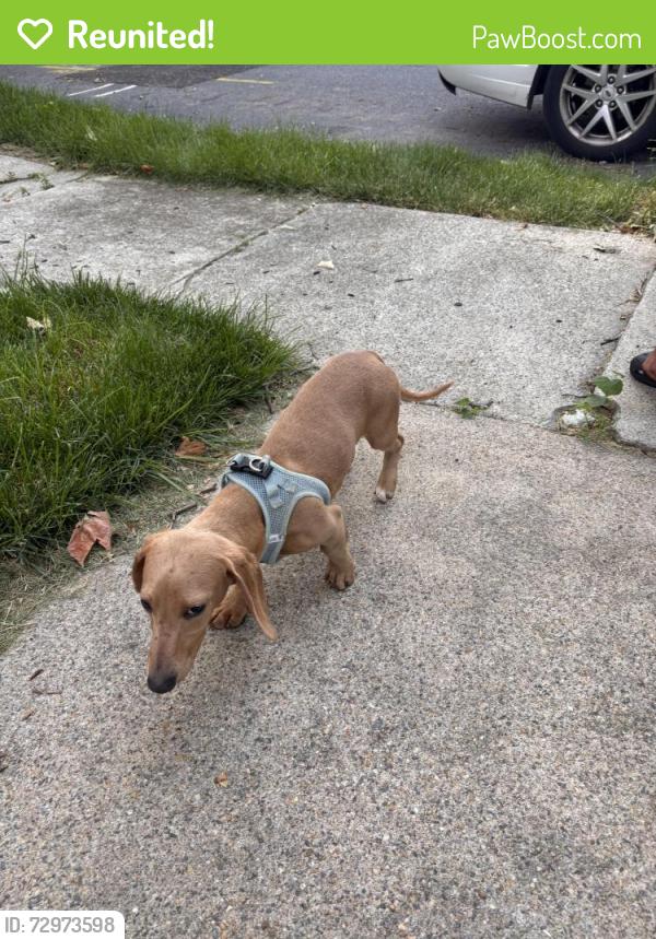 Reunited Male Dog last seen Lititz Pike and Hess Blvd, Lancaster, PA 17601