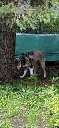 Lost Male Dog last seen St pius cemetary, Rochester, NY 14624