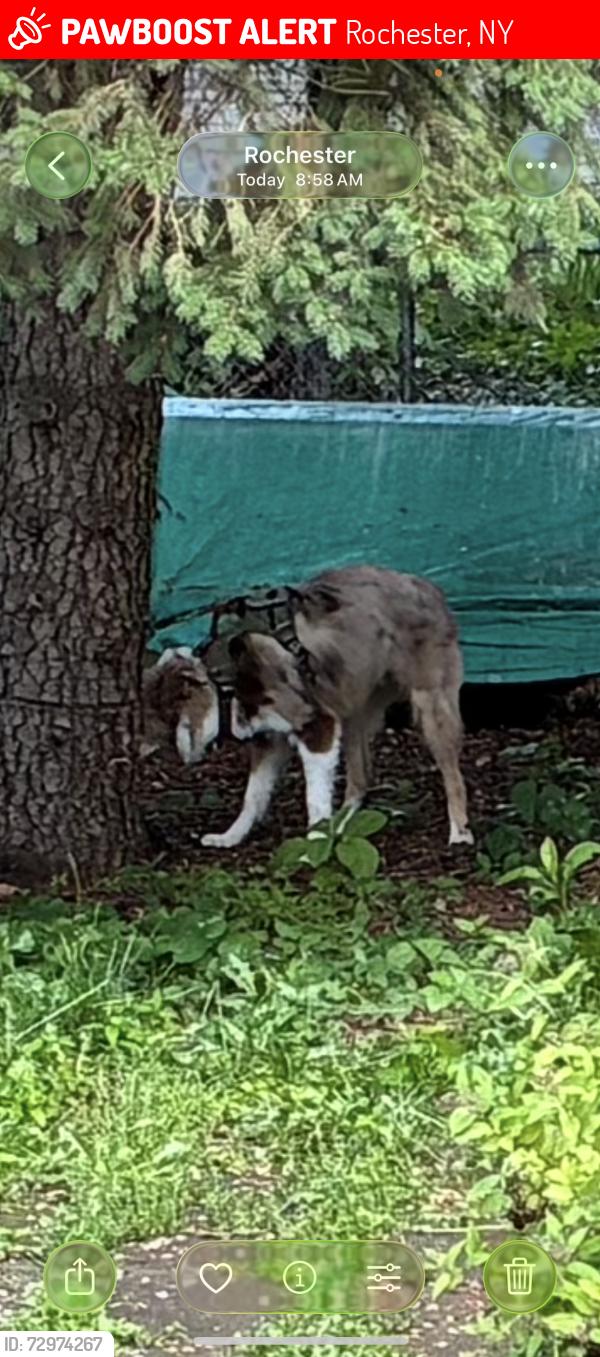 Lost Male Dog last seen St pius cemetary, Rochester, NY 14624
