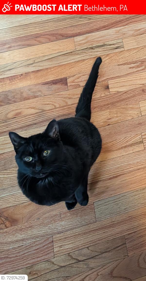 Lost Female Cat last seen Decatur street and kemmerer street, by spring garden elementary, Bethlehem, PA 18017