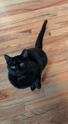 Lost Female Cat last seen Decatur street and kemmerer street, by spring garden elementary, Bethlehem, PA 18017
