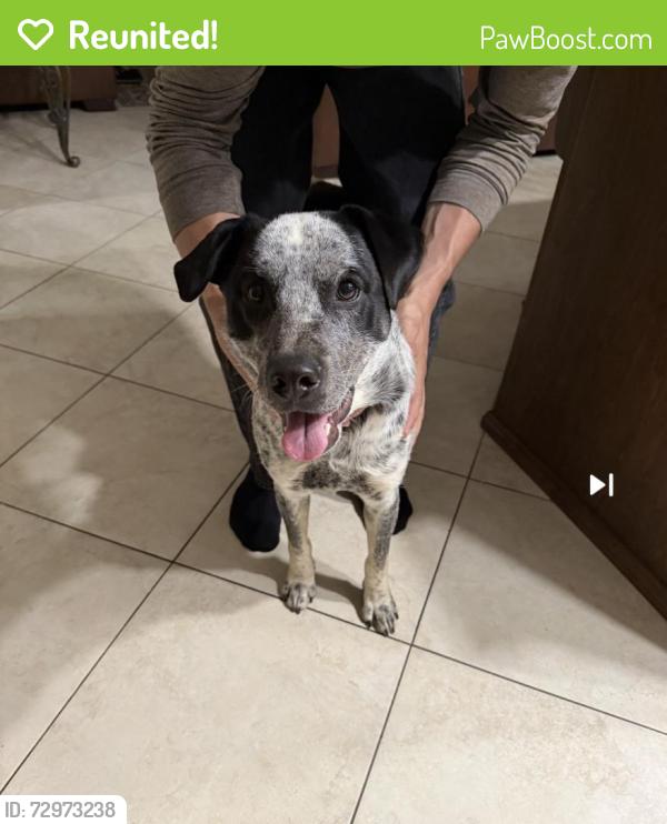 Reunited Male Dog last seen Christian Church , San Diego, CA 92126