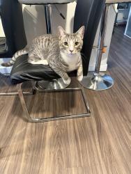Lost Male Cat last seen East Boston , Boston, MA 02128