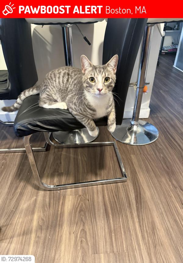 Lost Male Cat last seen East Boston , Boston, MA 02128