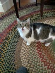 Lost Female Cat last seen Hall Street, Manchester, NH 03104