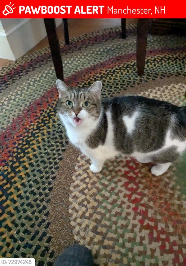 Lost Female Cat last seen Hall Street, Manchester, NH 03104