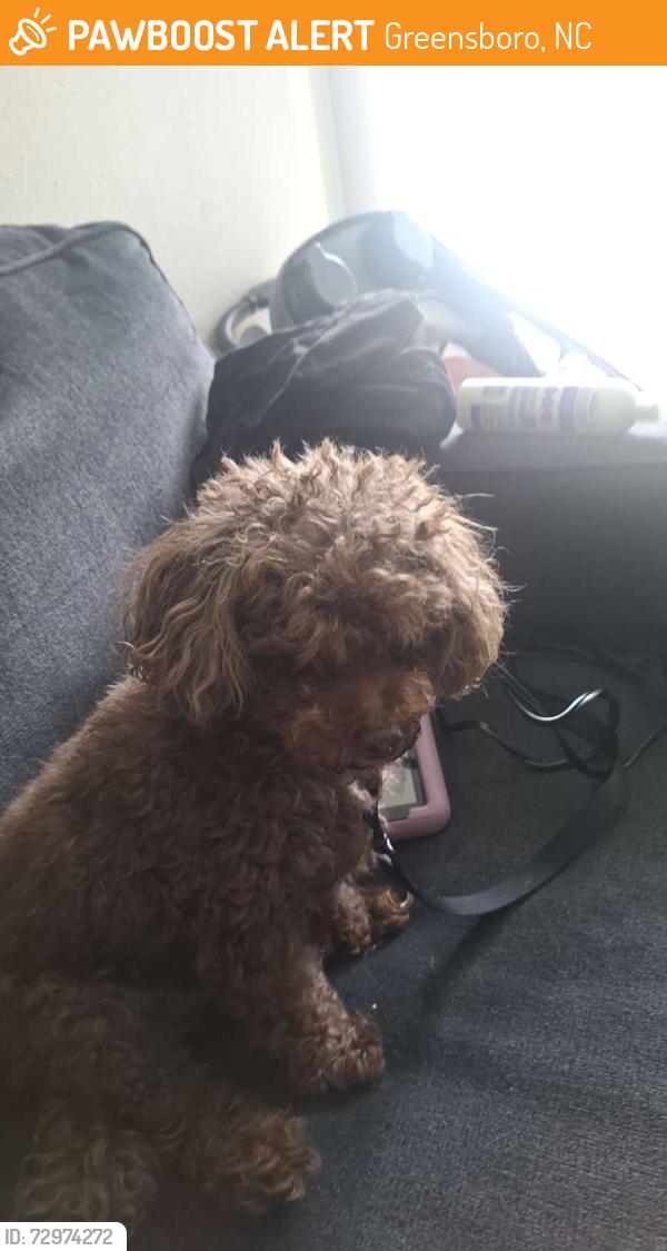 Found/Stray Male Dog last seen Lawndale, Greensboro, NC 27455