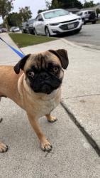Reunited Female Dog last seen Elaine, Norwalk, CA 90650