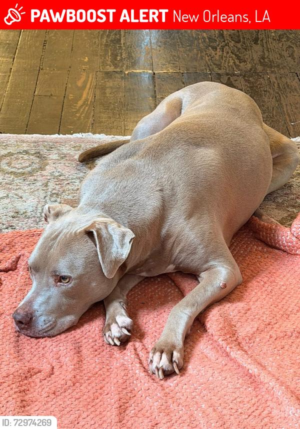 Lost Female Dog last seen Miro, New Orleans, LA 70119