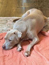Lost Female Dog last seen Miro, New Orleans, LA 70119