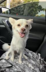 Reunited Male Dog last seen Bittersweet park in Greeley , Greeley, CO 80634
