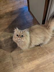 Lost Male Cat last seen Ramsey and Kathleen, at the Hidden Garden s with the Lutheran Church of the Master sharing a fence, Coeur d'Alene, ID 83815