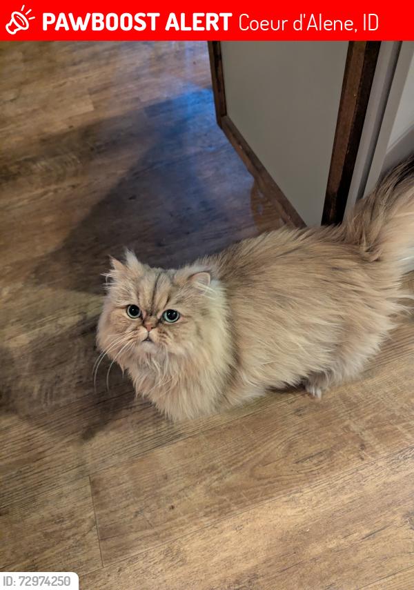 Lost Male Cat last seen Ramsey and Kathleen, at the Hidden Garden s with the Lutheran Church of the Master sharing a fence, Coeur d'Alene, ID 83815