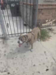 Found/Stray Female Dog last seen Santa fe and rialto , San Bernardino, CA 92410
