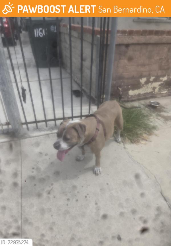 Found/Stray Female Dog last seen Santa fe and rialto , San Bernardino, CA 92410