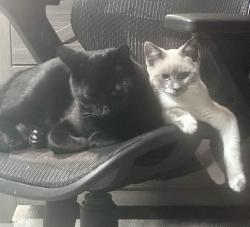 Lost Male Cat last seen Near 23 st nw, Edmonton, AB T6T 2A9