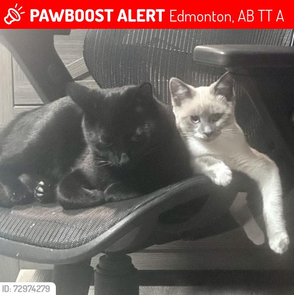 Lost Male Cat last seen Near 23 st nw, Edmonton, AB T6T 2A9