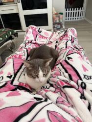 Lost Male Cat last seen Cypress Hill Road & Tiny Road in Winter Garden, Horizon West, FL 34787