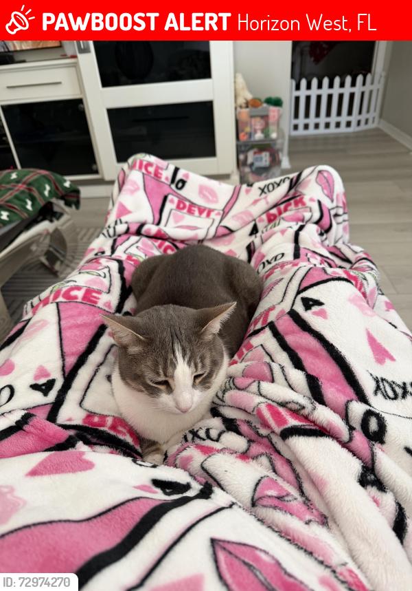 Lost Male Cat last seen Cypress Hill Road & Tiny Road in Winter Garden, Horizon West, FL 34787