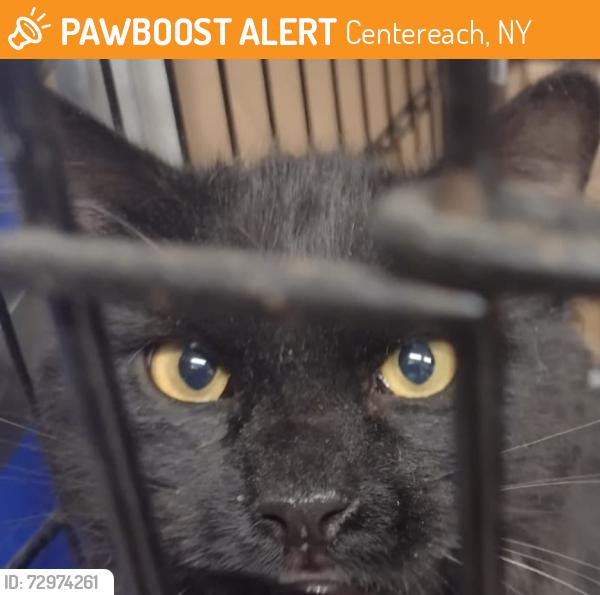 Found/Stray Unknown Cat last seen Lynbrook St., Centereach, NY 11720