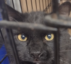 Found/Stray Unknown Cat last seen Lynbrook St., Centereach, NY 11720
