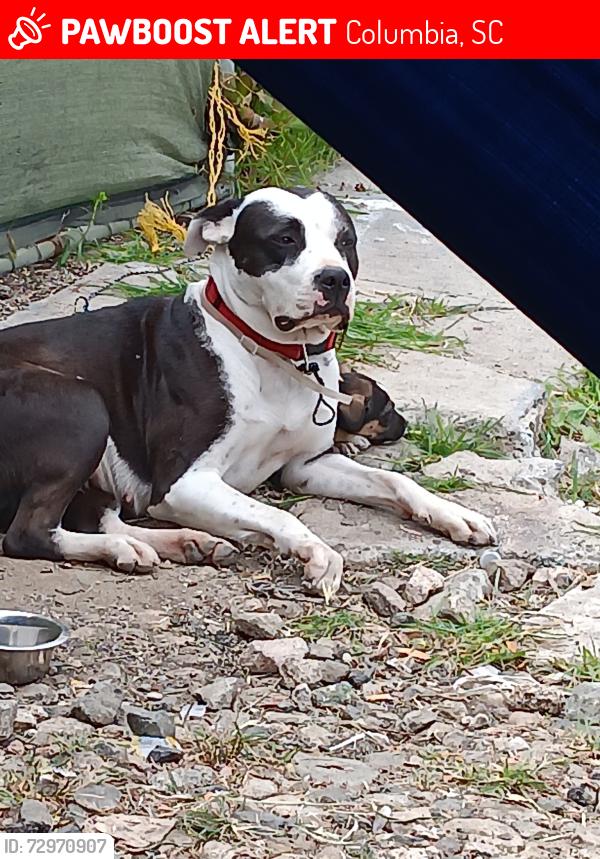 Lost Female Dog last seen 6th and Columbia , Columbia, SC 29033