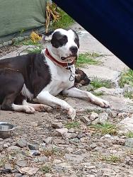 Lost Female Dog last seen 6th and Columbia , Columbia, SC 29033
